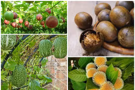4 loại quả tưởng chỉ tạo bóng mát, nay thành đặc sản nức tiếng