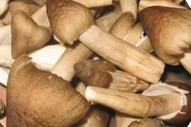 Chợ miền Tây, 1,5 triệu đồng/kg nấm mối vẫn không đủ bán 