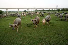 Tận mục đàn trâu 200 con tiền tỷ giữa lòng Hà Nội