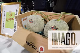 Cặp dưa lưới Nhật Bản vừa bán gần nửa tỷ có gì đặc biệt? 