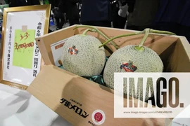 Cặp dưa lưới Nhật Bản vừa bán gần nửa tỷ có gì đặc biệt? 