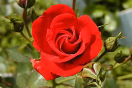 Người sinh vào 5 ngày Âm lịch này, tốt bụng lại khiêm nhường