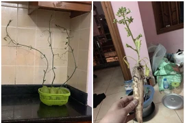 Mua su su, củ cải về nấu nhưng quên và cái kết cười ra nước mắt 