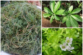 3 loại rau “cứu đói” nhà nghèo, giờ có tiền cũng khó mà mua