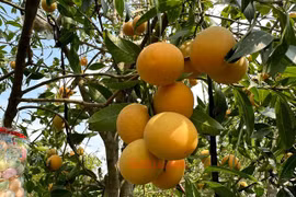 Lão nông miền Tây tiết lộ cách tròng thanh trà ngọt lịm 