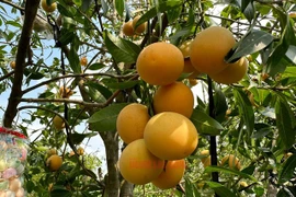 Lão nông miền Tây tiết lộ cách tròng thanh trà ngọt lịm 