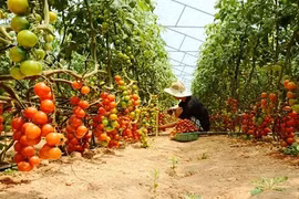 "Lạc trôi" giữa vườn cà chua sạch siêu trái ở Việt Nam