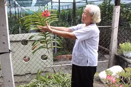 Mỗi năm kiếm gần nửa tỷ từ vườn lan