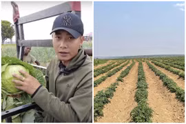 Cận cảnh nông trại xanh mướt rau củ của Quang Linh Vlogs