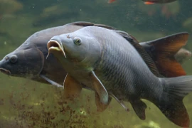 Loài cá châu Á xâm lấn khiến nước Mỹ đòi chặn đường đi 