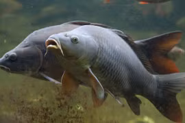 Loài cá châu Á xâm lấn khiến nước Mỹ đòi chặn đường đi 