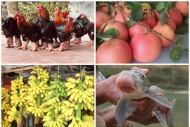 Gà 9 cựa, cá Anh Vũ giá “trên trời” ... vẫn được săn lùng làm quà Tết