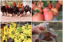 Gà 9 cựa, cá Anh Vũ giá “trên trời” ... vẫn được săn lùng làm quà Tết