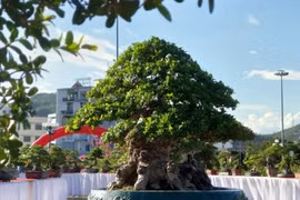 “Đại lão ngâu” được ngã giá hơn 1 tỷ chủ quyết không bán