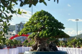 “Đại lão ngâu” được ngã giá hơn 1 tỷ chủ quyết không bán