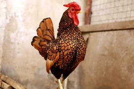 Giống gà “đẹp như vẽ” giá tiền triệu, nhà giàu xếp hàng mua 