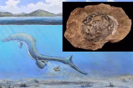 Phát hiện hóa thạch trứng 68 triệu năm tuổi, nghi của loài Thương long 