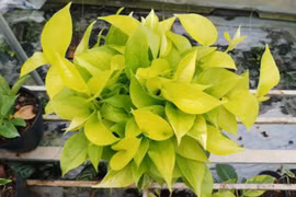 3 cây cảnh như “nam châm hút tiền” trong năm mới, giá từ 50.000 đồng hút khách