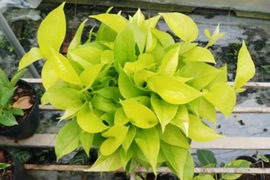 3 cây cảnh như “nam châm hút tiền” trong năm mới, giá từ 50.000 đồng hút khách