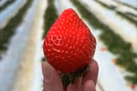 Dâu tây 500.000 đồng/quả đang gây sốt ngon cỡ nào?