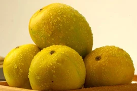 Giống xoài ngon nhất thế giới, mềm như kem giá bao nhiêu?