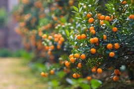 Cách trồng và chăm sóc quất cảnh sau Tết cho quả đẹp năm sau 