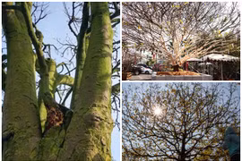 Cận cảnh những cây mai được rao tiền tỷ 