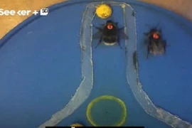 Video: Cận cảnh tập huấn bóng đá của... loài ong 