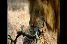 Bị sư tử mai phục, 2 con báo đốm có thoát được “án tử?