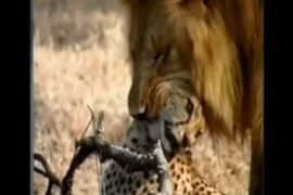 Bị sư tử mai phục, 2 con báo đốm có thoát được “án tử?