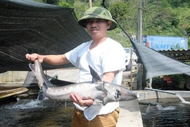 Kinh ngạc những hồ cá bạc tỷ trên núi của nông dân Việt