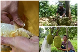 3 nghề độc lạ nhưng “kiếm tiền như nước” ở Việt Nam