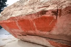 Tận thấy khúc gỗ 5.000 năm, 10 tỷ đồng tại Hà Nội