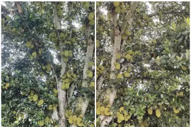 Thích thú ngắm những cây mít “quả nhiều không đếm nổi” 