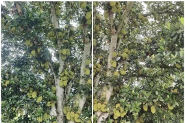 Thích thú ngắm những cây mít “quả nhiều không đếm nổi” 