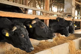 Thịt bò Wagyu gần 10 triệu đồng/kg được nuôi thế nào?