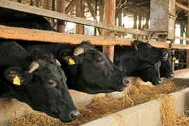 Thịt bò Wagyu gần 10 triệu đồng/kg được nuôi thế nào?