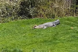 Sóc cả gan “đè đầu cưỡi cổ” cá sấu khổng lồ 