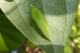 Bất ngờ loại nhộng sâu “ghê sợ” đắt ngang ba chỉ bò Mỹ vẫn hút khách