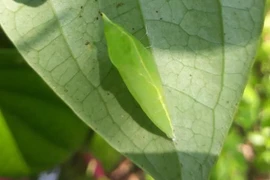 Bất ngờ loại nhộng sâu “ghê sợ” đắt ngang ba chỉ bò Mỹ vẫn hút khách