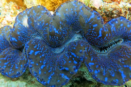 Cận cảnh loài sò khổng lồ nặng 3 tạ, giá đắt đỏ của Việt Nam