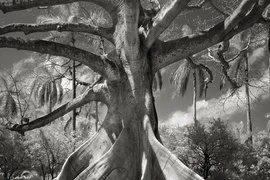 Hình ảnh ma mị về những loài cây già nhất thế giới