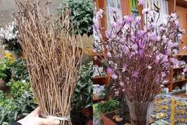 Hoa đỗ quyên ngủ đông bán tràn làn trên mạng