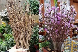 Hoa đỗ quyên ngủ đông bán tràn làn trên mạng