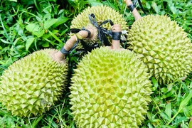 Sầu riêng ngon nhất thế giới trồng tại Việt Nam: 900 nghìn/kg 