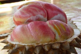 Sầu riêng ruột hồng như trái đào “độc nhất vô nhị“ nhưng vị mới lạ