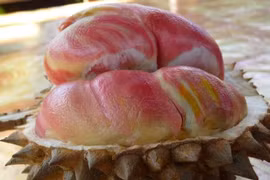 Sầu riêng ruột hồng như trái đào “độc nhất vô nhị“ nhưng vị mới lạ