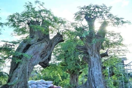 Chiêm ngưỡng bộ sưu tập me cổ lớn nhất Việt Nam 