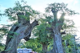 Chiêm ngưỡng bộ sưu tập me cổ lớn nhất Việt Nam 