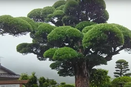 Cận cảnh tùng la hán 600 năm cực đẹp ở Nhật Bản